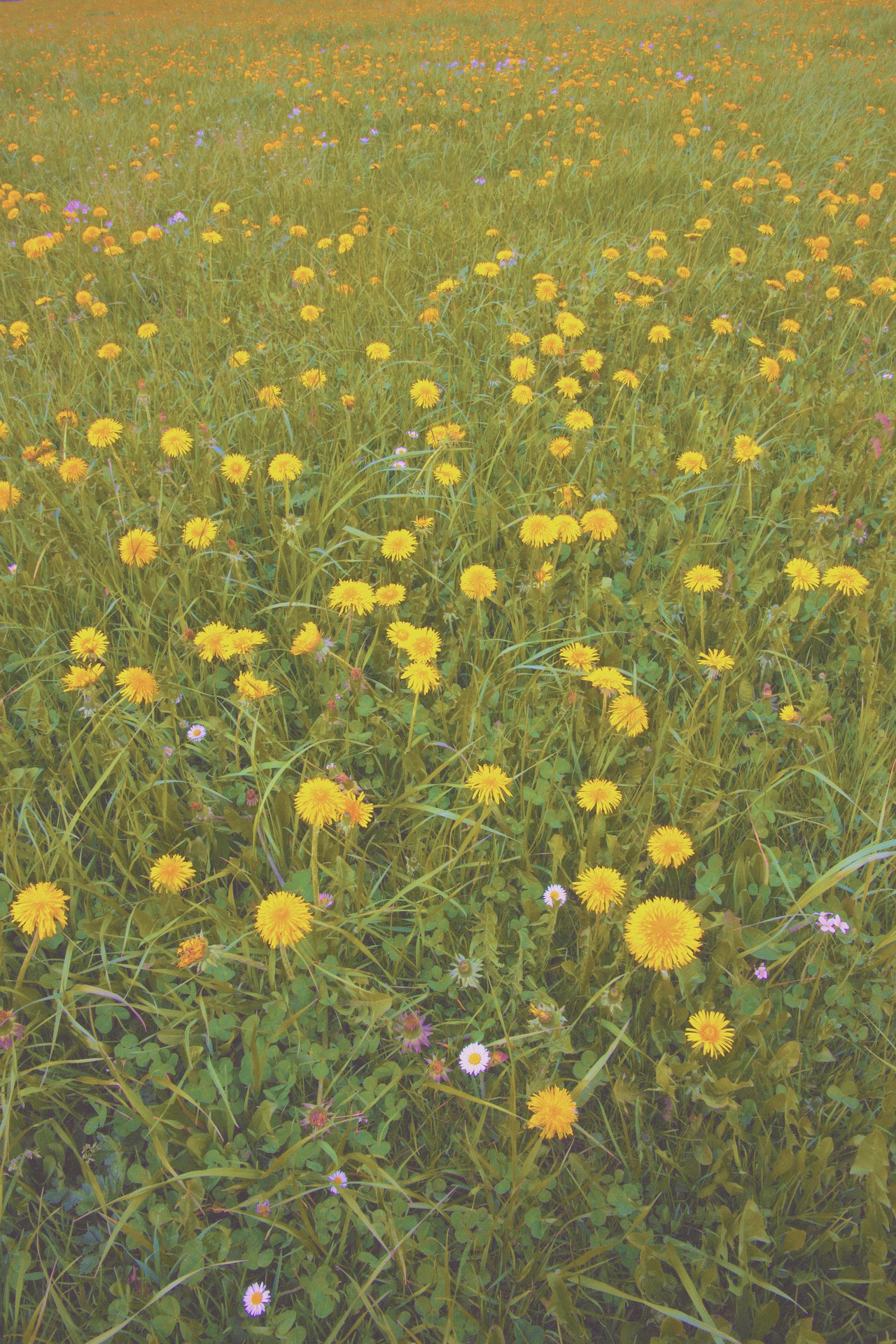 Pissenlits à Bulle