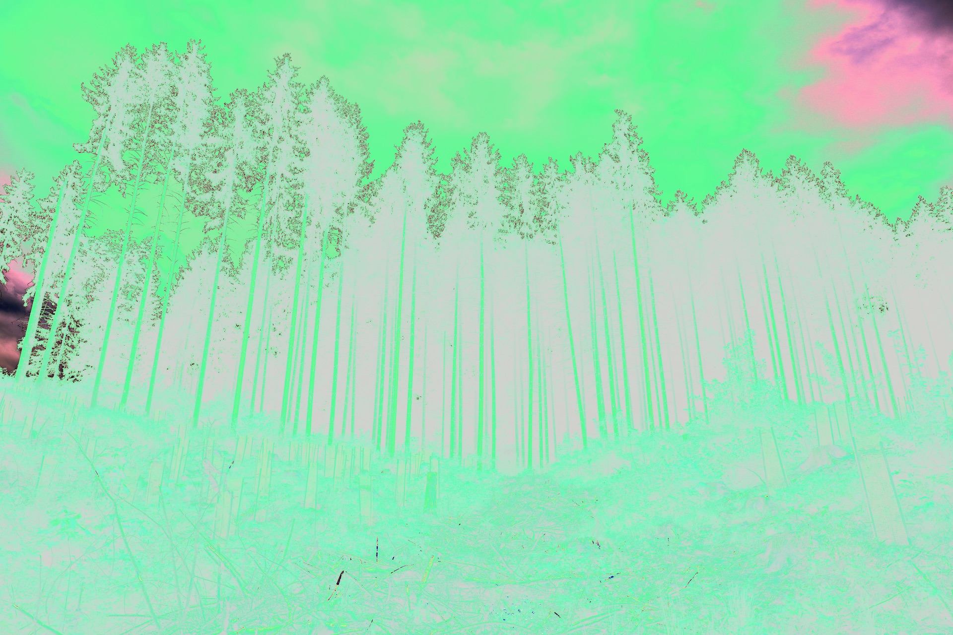 reforestation
